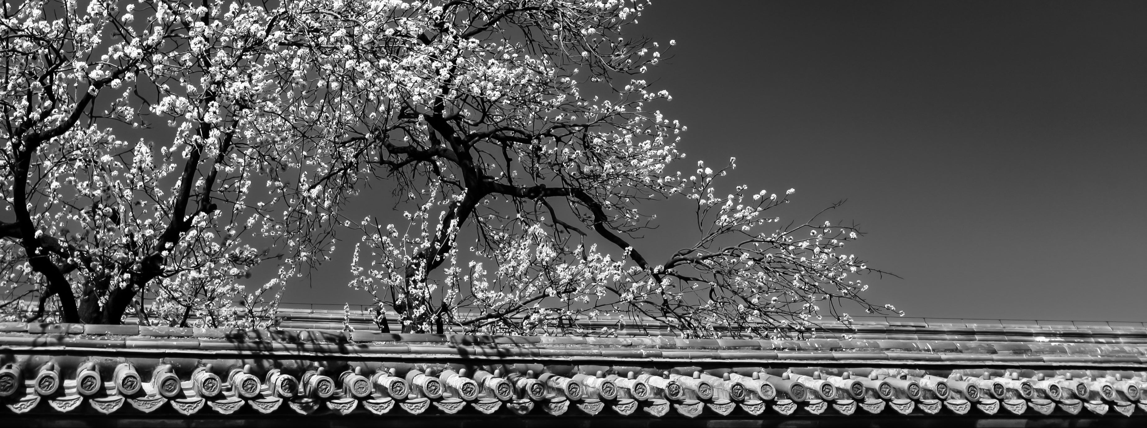 Black and white photo of a flowering tree with traditional architecture in the foreground
