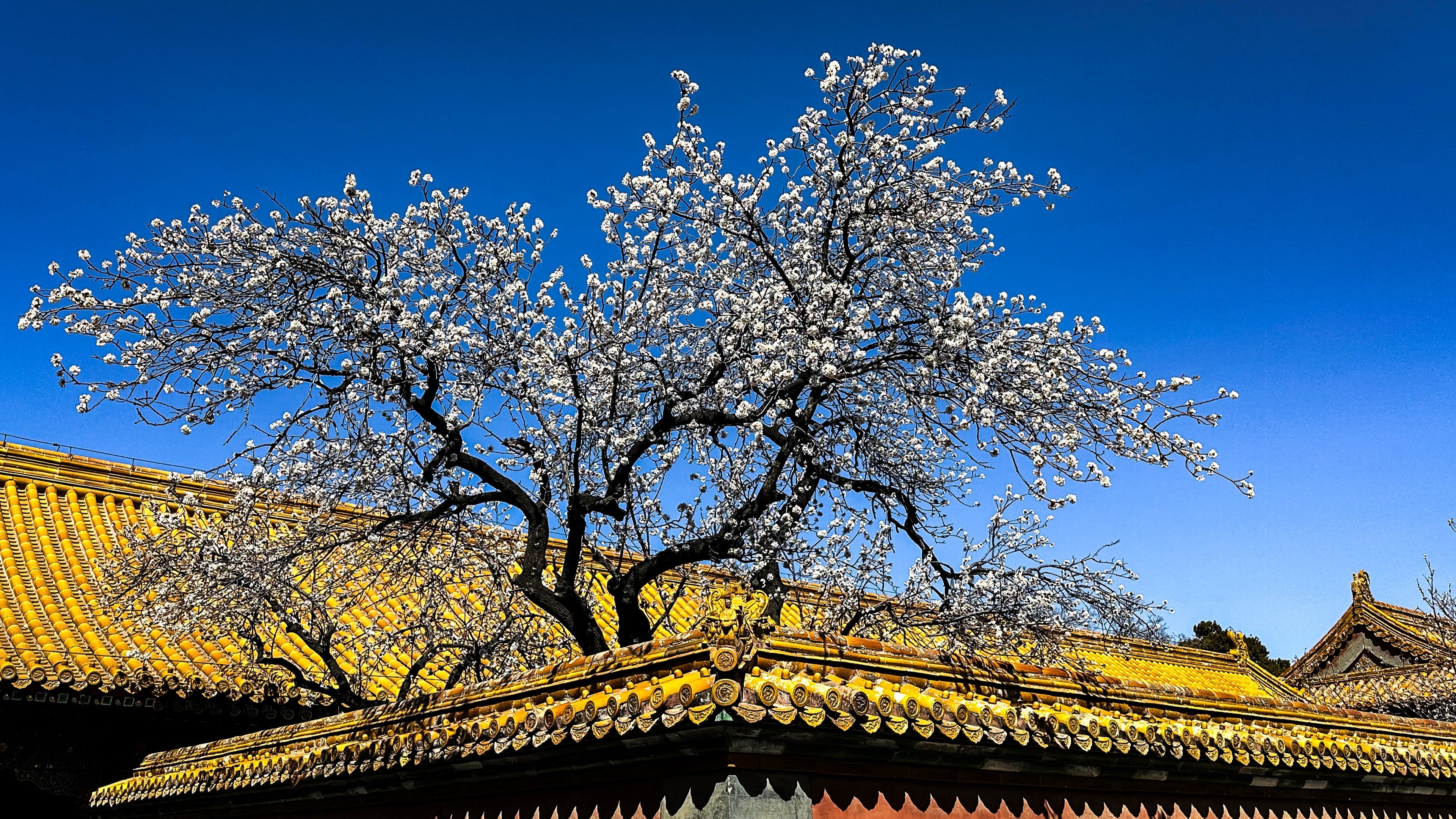 Blossoms - Blue Bamboo Enterprises 